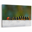 French Caribbean Art - Vibrant Martinique Caterpillar Exotic Wall Print