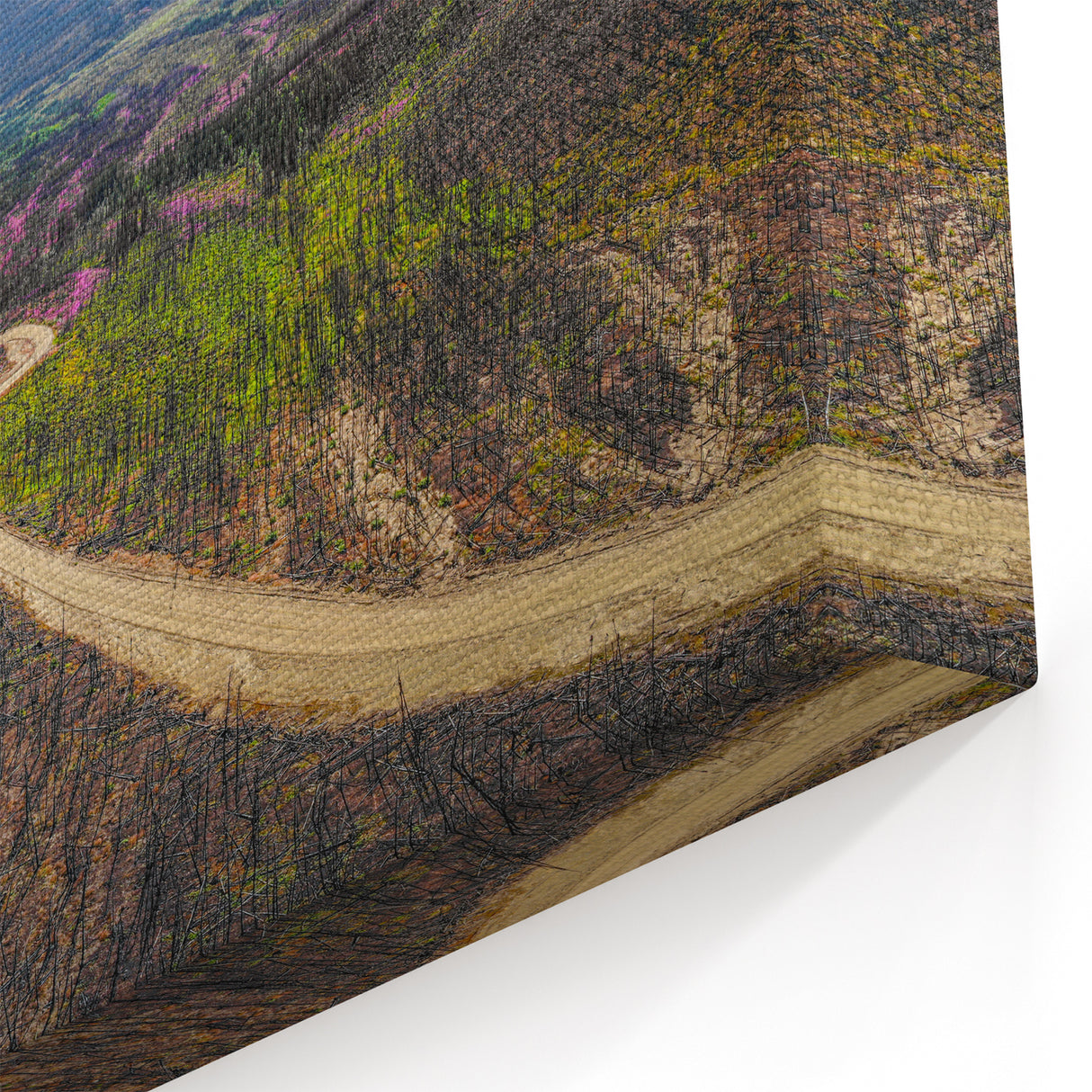 Regeneration Path - Yukon Wildfire Recovery Canvas