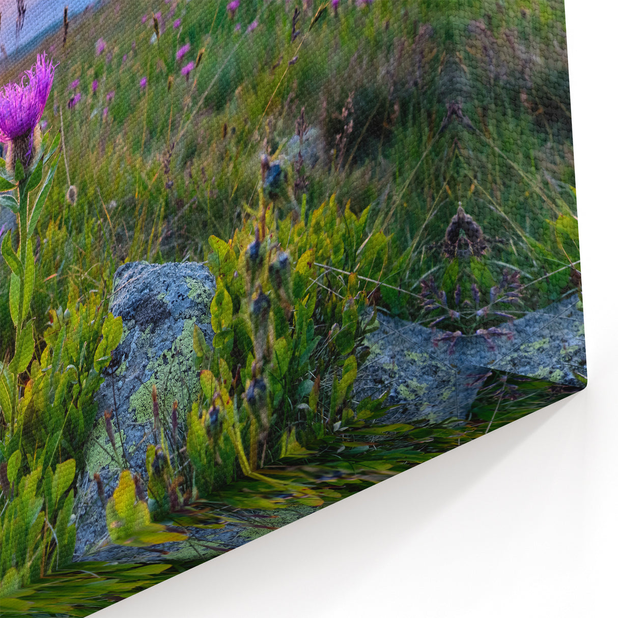 Bulgarian Landscape Art – Wildflowers in the Rila Mountains at Sunrise