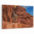 Afghan Donkey in Rugged Terrain Wall Art – Unique Afghan Canvas Prints