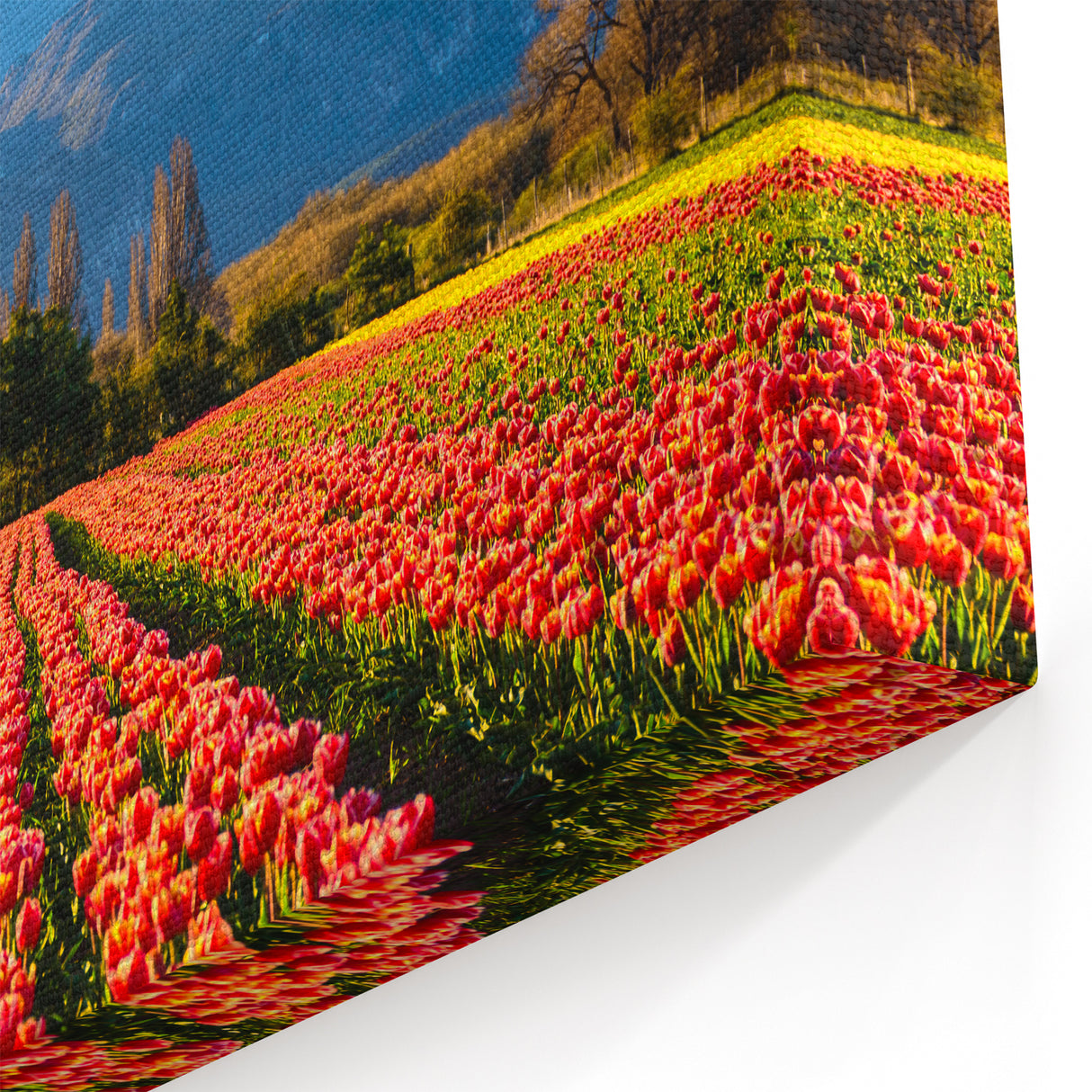 Argentine Nature Photography - Tulips and Snow-Capped Peaks
