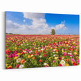 Scenic Israel Photography – Vibrant Flower Fields, Middle Eastern Art