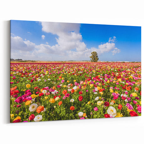 Scenic Israel Photography – Vibrant Flower Fields, Middle Eastern Art