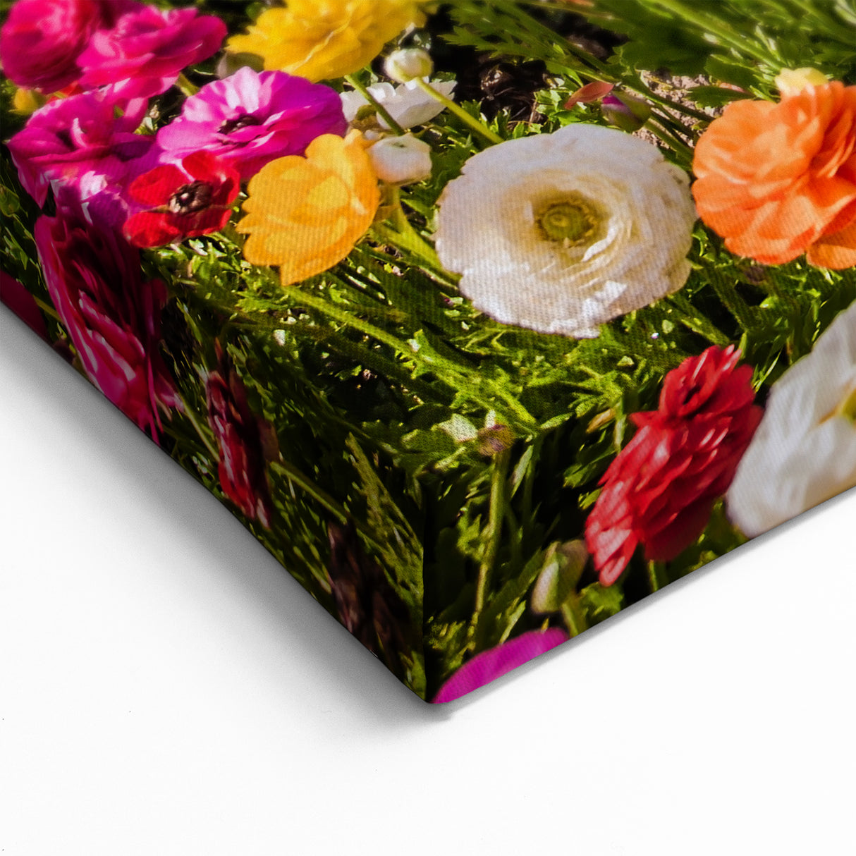 Scenic Israel Photography – Vibrant Flower Fields, Middle Eastern Art
