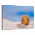Natural Elements Wall Art - Nature Closeups Shell Canvas Print for Modern Homes