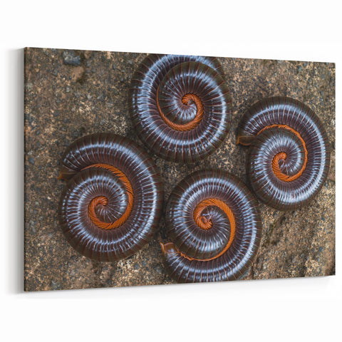 Natural Elements Wall Art | Spiral Insect Close-Up Nature Photography Print
