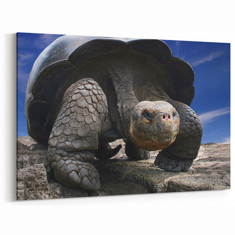 Galapagos Giant Tortoise - Framed Scenic Art & Nature Canvas Print