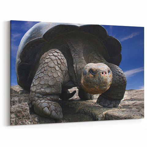Galapagos Giant Tortoise - Framed Scenic Art & Nature Canvas Print