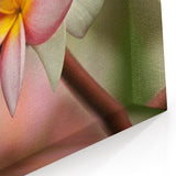 Fiji Frangipani Blossoms - Tropical Fiji Canvas