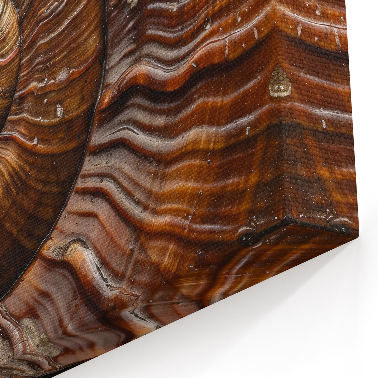 Natural Elements Wall Art – Nature Closeups Spiral Shell Canvas Print
