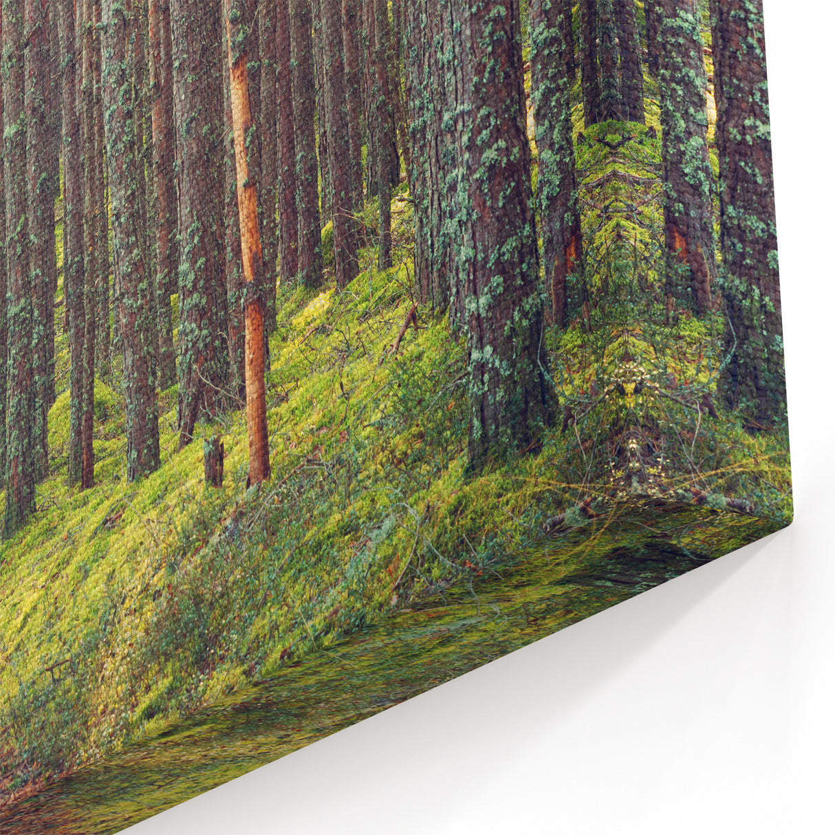 Estonian Nature Photography – Peaceful Forest Path in Estonia’s Woodlands