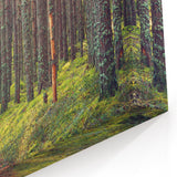 Estonian Nature Photography – Peaceful Forest Path in Estonia’s Woodlands