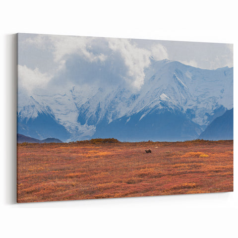 Denali Panorama Prints - Grizzly Bear in Autumn Tundra with Majestic Peaks