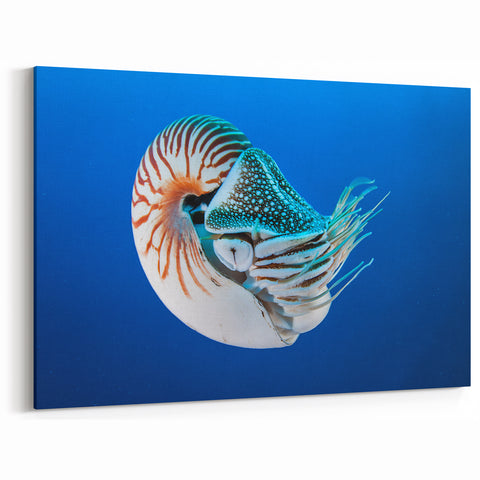 Nautilus Shell Print – Tropical Island Ocean Art