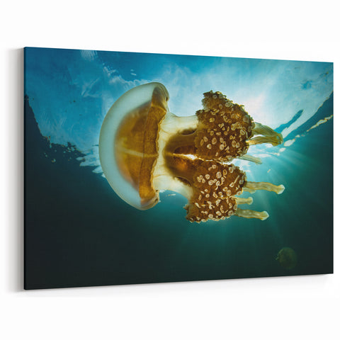 Translucent Jellyfish Glow Art – Pacific Ocean Prints