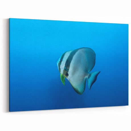 Elegant Batfish Ocean Art – Unique Micronesian Prints