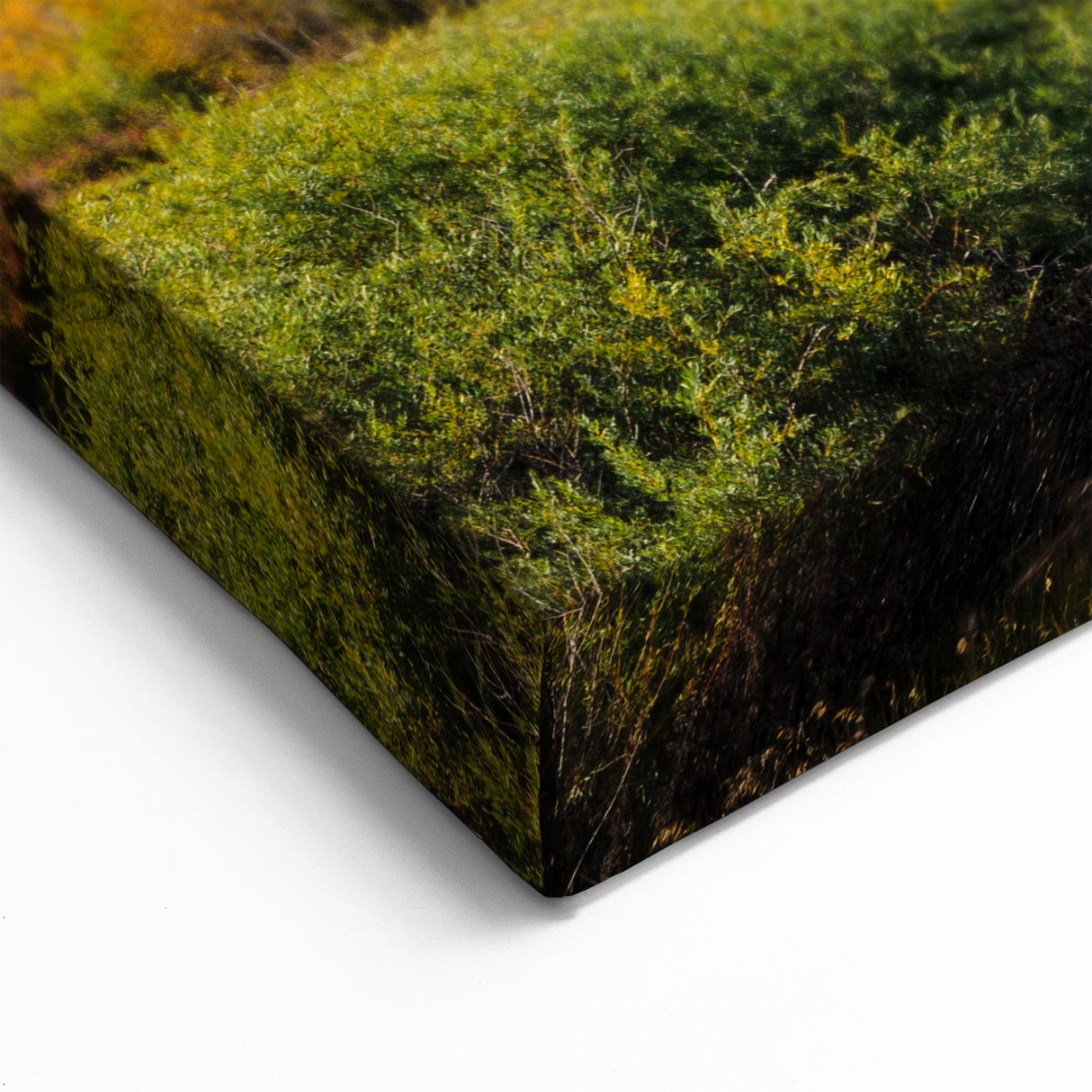 Aspen Scenic Canvas Art - Golden Autumn Trees with Snowy Colorado Peaks