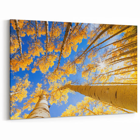 Golden Aspen Trees Reaching Toward a Blue Sky - Aspen Scenic Prints