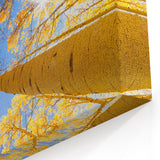 Golden Aspen Trees Reaching Toward a Blue Sky - Aspen Scenic Prints