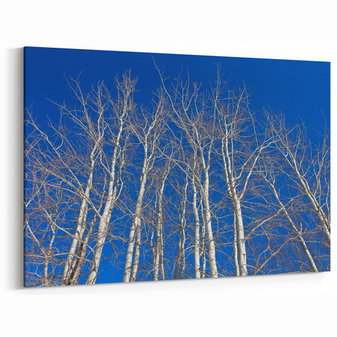 Aspen Scenic Wall Art - Bare Aspen Trees Against a Deep Blue Sky