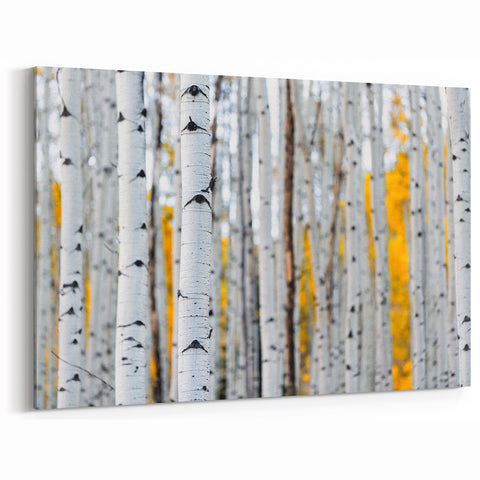 Aspen Colorado Wall Art - Close-Up of Aspen Trunks with Autumn Leaves