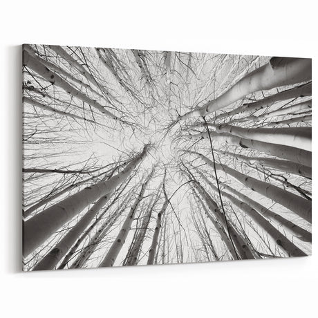 Aspen Nature Photography - Upward View of Aspen Trees in Winter