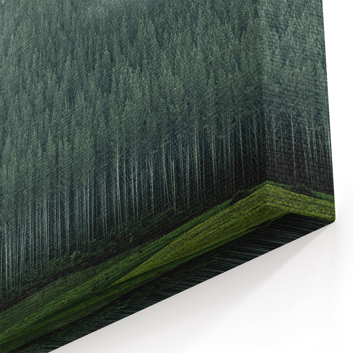 Auckland Forest Canvas - Serene Green Landscape Art