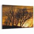 Vail Nature Photography - Silhouette of Trees Against Golden Sunset Sky