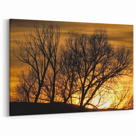 Vail Nature Photography - Silhouette of Trees Against Golden Sunset Sky