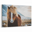 Iceland Photography - Icelandic Horse Canvas Print