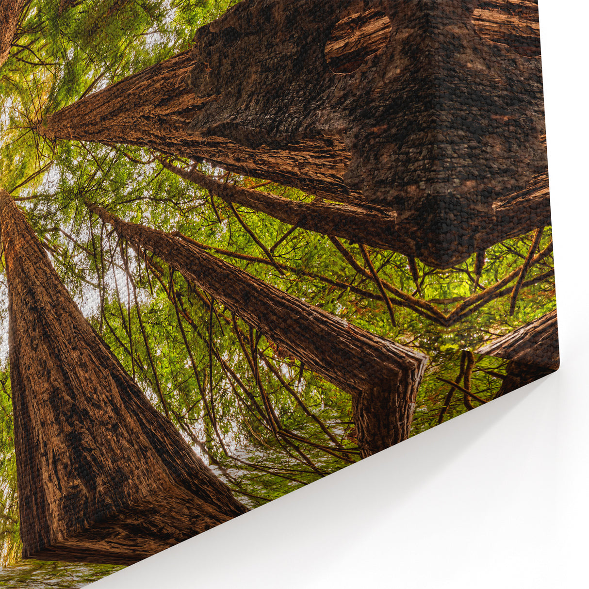 Majestic Redwoods of Big Sur – California Nature Photography Wall Art