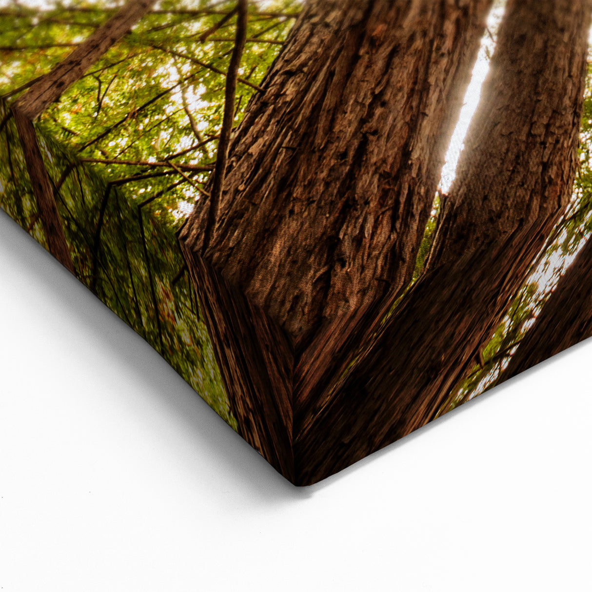 Majestic Redwoods of Big Sur – California Nature Photography Wall Art