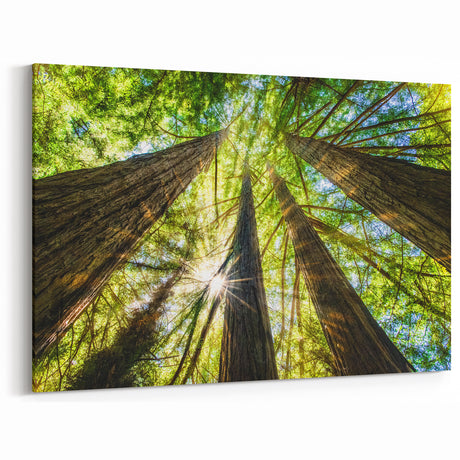 Sunlit Redwoods of Big Sur – Stunning California Forest Photography Art