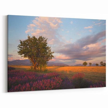 Lavender Field Art Prints - Scenic Provence Sunset French Countryside Art