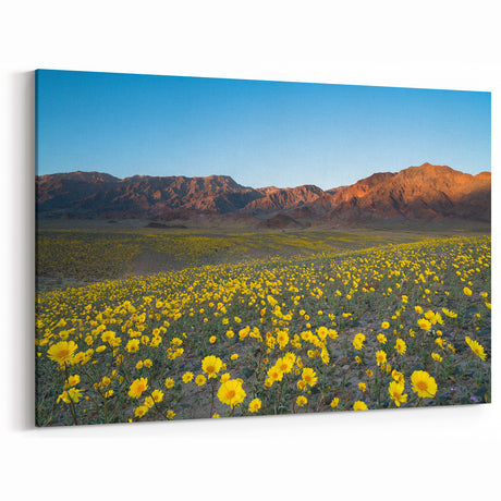 California Desert Bloom - Vibrant Death Valley Landscape Art Prints