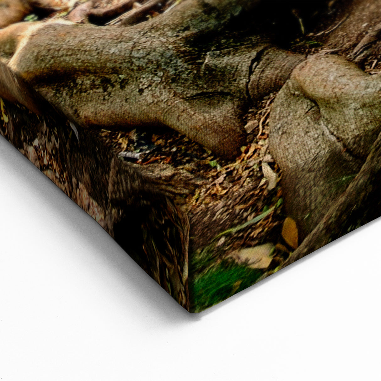 Kauai Nature Art – Majestic Tree Roots Canvas & Framed Photography
