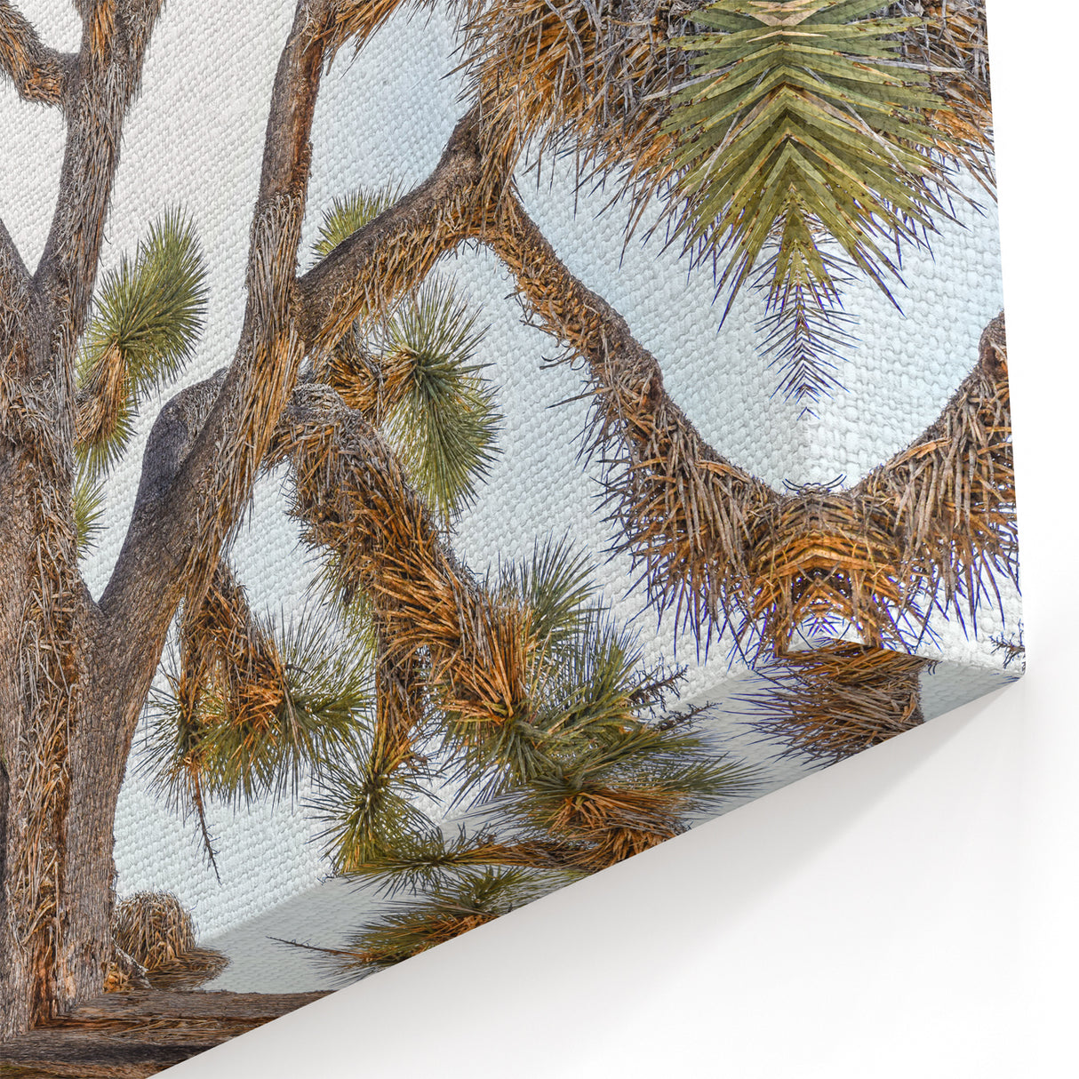 Joshua Tree From Below - Unique Desert Landscape Wall Art