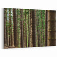 Kauai Nature Art – Forest Trees in Tranquil Wilderness Canvas Print