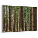 Kauai Nature Art – Forest Trees in Tranquil Wilderness Canvas Print
