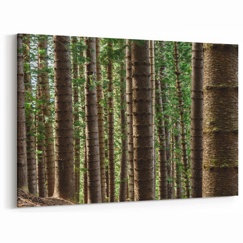 Kauai Nature Art – Forest Trees in Tranquil Wilderness Canvas Print
