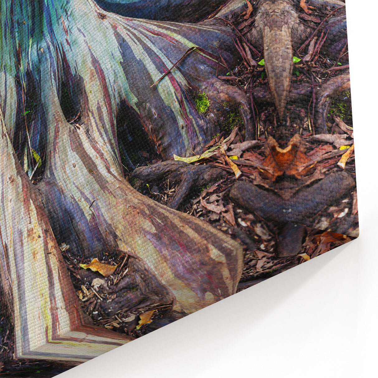 Hawaiian Nature Art – Maui Rainbow Eucalyptus Tree Photography Print