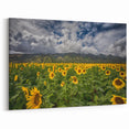 Island Landscape Art – Vibrant Sunflower Field Maui Photography Print