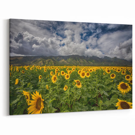 Island Landscape Art – Vibrant Sunflower Field Maui Photography Print