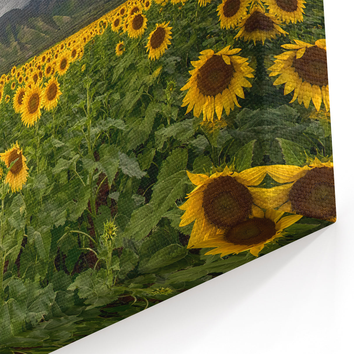 Island Landscape Art – Vibrant Sunflower Field Maui Photography Print