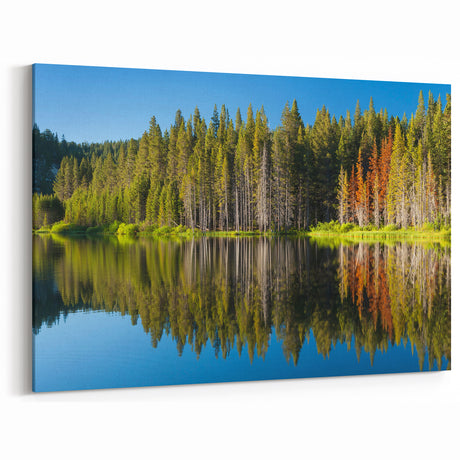 Scenic Lake Tahoe Prints - Tranquil Forest Reflection Wall Art