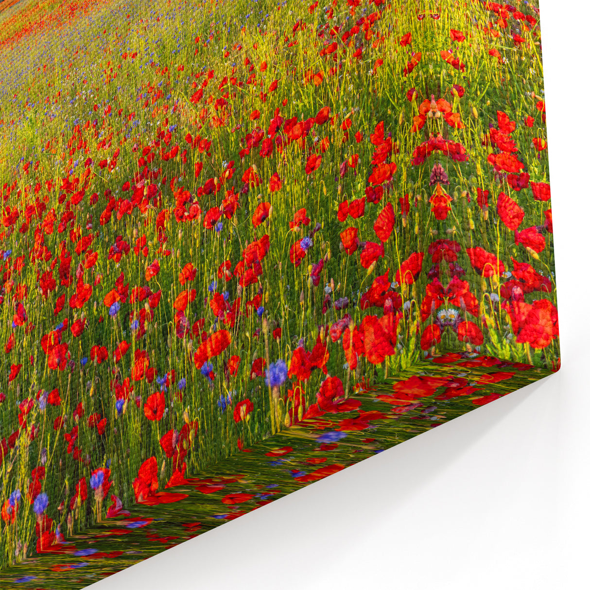 Tuscany Wall Art – Colorful Flower Field and Cypress Trees Print