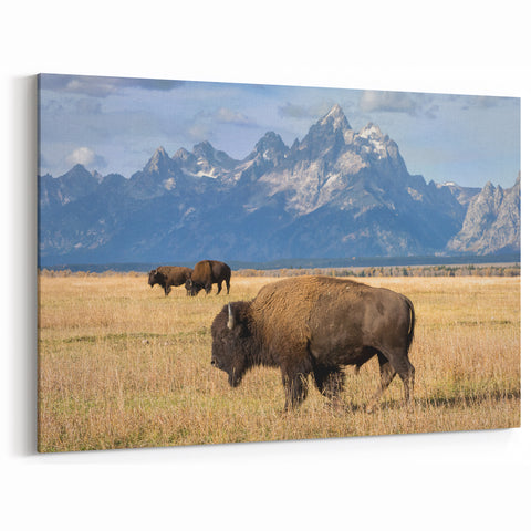 Grand Teton Scenic Print – Bison Grazing in Front of Mountain Range