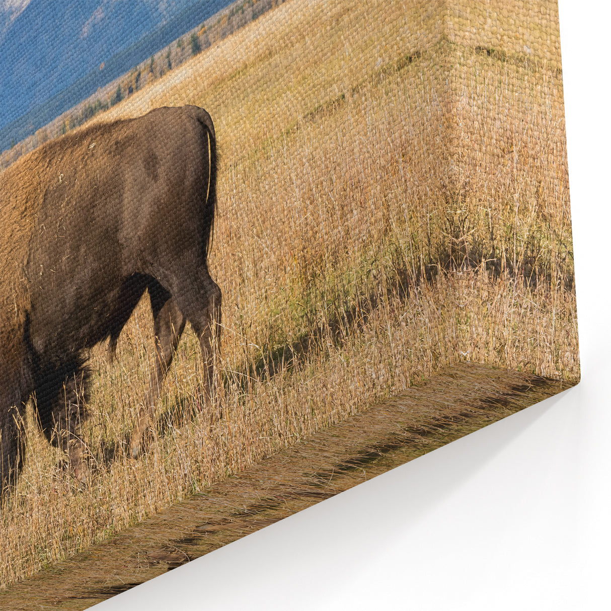 Grand Teton Scenic Print – Bison Grazing in Front of Mountain Range