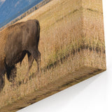 Grand Teton Scenic Print – Bison Grazing in Front of Mountain Range
