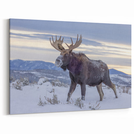 Grand Teton Wall Art – Majestic Moose in Snowy Landscape Photography